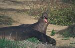 Elephant Seals