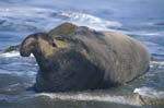 Elephant Seal