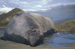 Elephant Seal