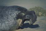 Elephant Seal