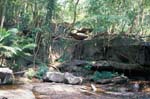 Angkor Jungle