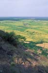 Rice paddies near Phnom Krom