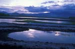 Sunset and Rice Paddies