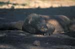 Komodo Dragon