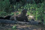 Komodo Dragon