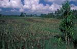 Rice Paddy near Ubud