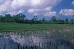 Rice Paddy near Ubud