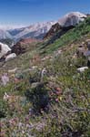 Flowers and Sierra Nevada Range