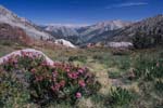 Flowers and Sierra Nevada Range