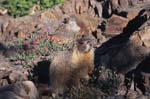 Marmot