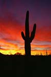Saguaro Cactus at Sunrise